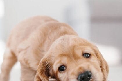 Dog Food