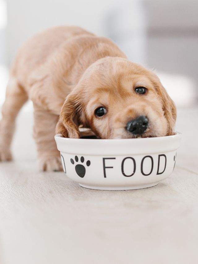 Pup’s Summer Menu: 6 Tasty Canine Treats