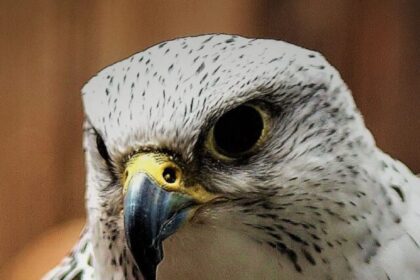 Gyrfalcon diving at 130 mph