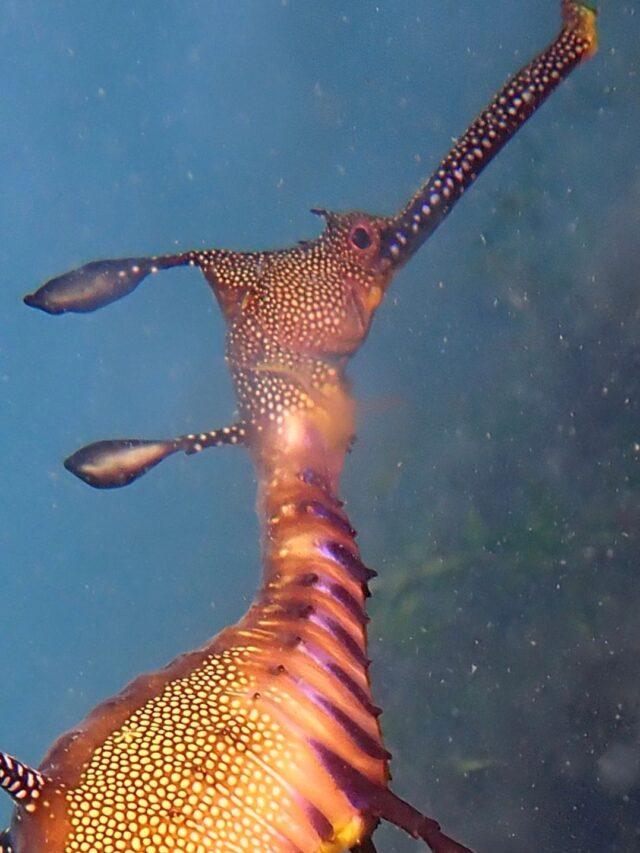 Scariest sea creatures