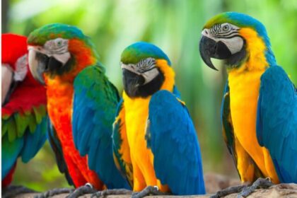 Why Do Parrots Mimic Human Speech?