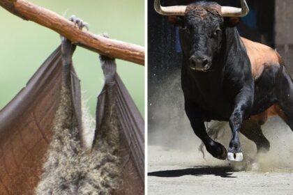 7 Animal Myths You Always Believed but Aren’t True
