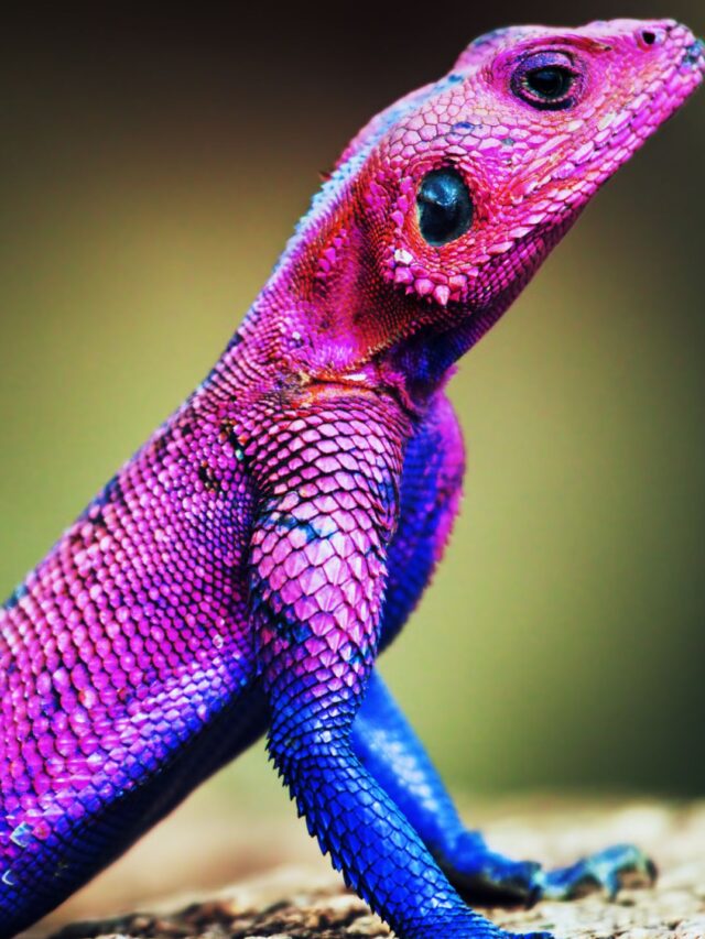 Regenerating animals